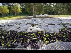 وظيفة شبكة الزيتون